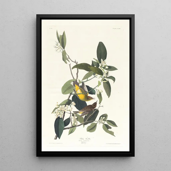 John James Audubon - Palm warbler.webp