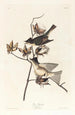 Moucherolle péwit - John James Audubon — weergave van het kunstwerk