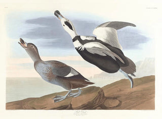 Eend met poot - John James Audubon — weergave van het kunstwerk
