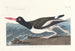 Huîtrier pie - John James Audubon — weergave van het kunstwerk
