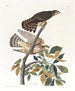 Buse à pigeons - John James Audubon — weergave van het kunstwerk