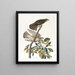 Buse à pigeons - John James Audubon — ingelijst kunstwerk aan de muur