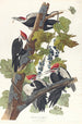 Pic à tête rouge - John James Audubon — weergave van het kunstwerk