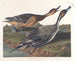 van een eend met puntige staart - John James Audubon — weergave van het kunstwerk