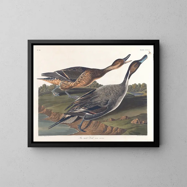 van een eend met puntige staart - John James Audubon — ingelijst kunstwerk aan de muur