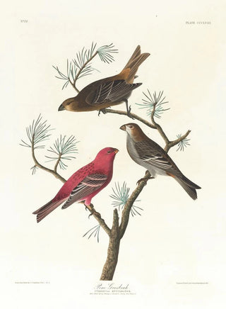 John James Audubon - Pine grosbeak.webp