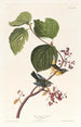Paruline des marais - John James Audubon — weergave van het kunstwerk