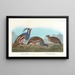 Perdrix huppée, Perdrix à pattes épaisses - John James Audubon — ingelijst kunstwerk aan de muur
