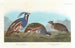 Perdrix huppée, Perdrix à pattes épaisses - John James Audubon — weergave van het kunstwerk