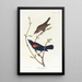 Graspieper - John James Audubon — ingelijst kunstwerk aan de muur