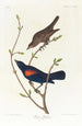 Graspieper - John James Audubon — weergave van het kunstwerk