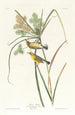 Paruline des prairies - John James Audubon — weergave van het kunstwerk