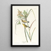 Paruline des prairies - John James Audubon — ingelijst kunstwerk aan de muur