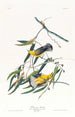 Paruline orangée - John James Audubon — weergave van het kunstwerk