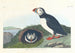 Zeekoet - John James Audubon — weergave van het kunstwerk