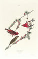 Roselin pourpré - John James Audubon — weergave van het kunstwerk