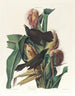 Quiscale pourpre - John James Audubon — weergave van het kunstwerk