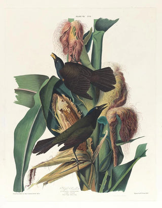 John James Audubon - Purple grackle.webp