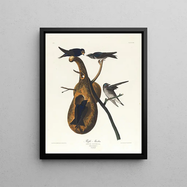 John James Audubon - Purple martin.webp