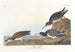 Bécasseau violet - John James Audubon — weergave van het kunstwerk