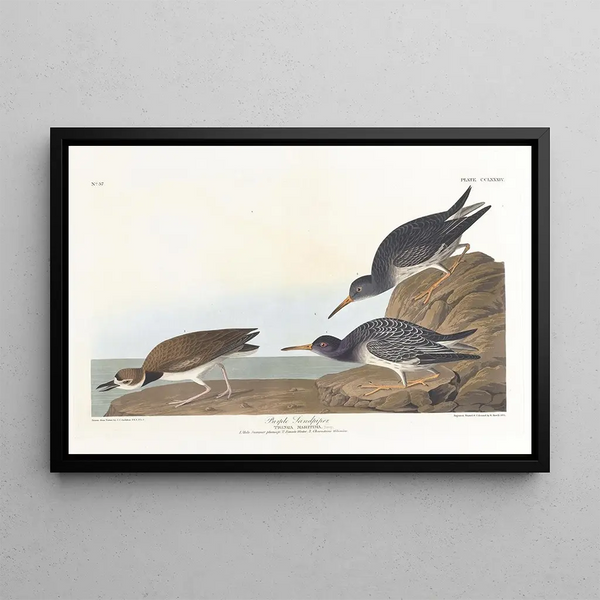 John James Audubon - Purple sandpiper.webp