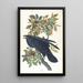 Corbeau - John James Audubon — ingelijst kunstwerk aan de muur