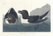 Kleine Pinguïn - John James Audubon — weergave van het kunstwerk