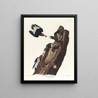 John James Audubon - Red headed woodpecker.webp