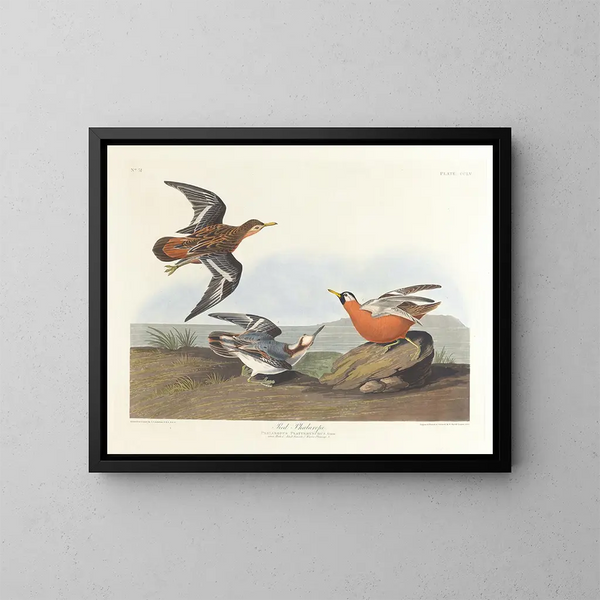 Phalarope à bec rouge - John James Audubon — ingelijst kunstwerk aan de muur