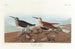 Bécasseau maubèche - John James Audubon — weergave van het kunstwerk