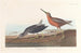 Bécassine à Poitrine Rouge - John James Audubon — weergave van het kunstwerk