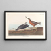 Bécassine à Poitrine Rouge - John James Audubon — ingelijst kunstwerk aan de muur