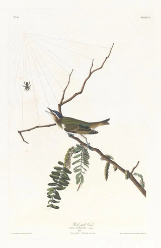 John James Audubon - Redeyed vireo.webp