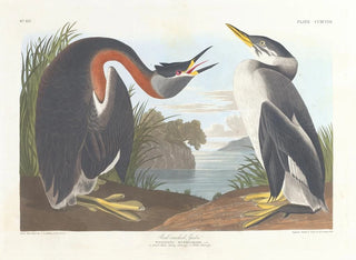 Zwarte kuifduiker - John James Audubon — weergave van het kunstwerk