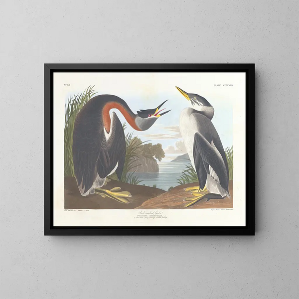Zwarte kuifduiker - John James Audubon — ingelijst kunstwerk aan de muur
