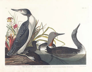 Duikende katmarin - John James Audubon — weergave van het kunstwerk