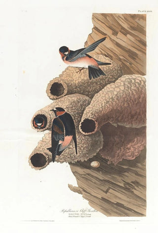 John James Audubon - Republican or cliff swallow.webp