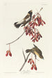 Moineau des rizières - John James Audubon — weergave van het kunstwerk