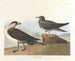 De jager van Richardson - John James Audubon — weergave van het kunstwerk