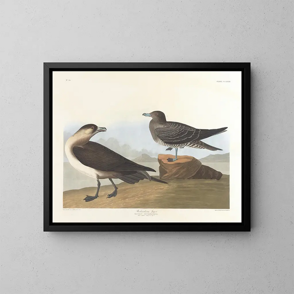 De jager van Richardson - John James Audubon — ingelijst kunstwerk aan de muur