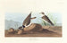 Roodborstje met onderbroken hals - John James Audubon — weergave van het kunstwerk