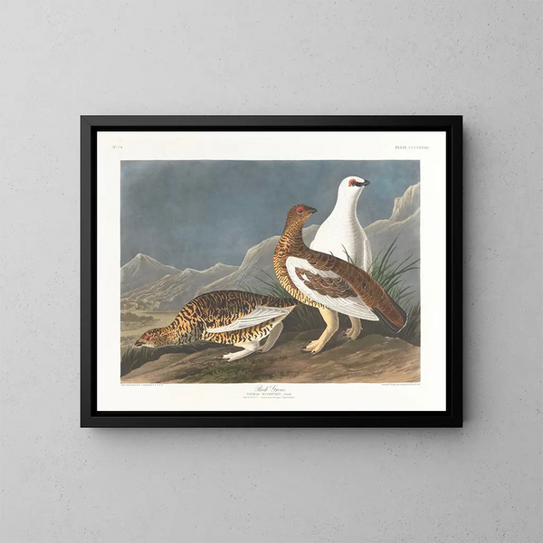 Groep rots - John James Audubon — ingelijst kunstwerk aan de muur