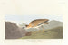 Regenpijlstaart van de Rocky Mountains - John James Audubon — weergave van het kunstwerk