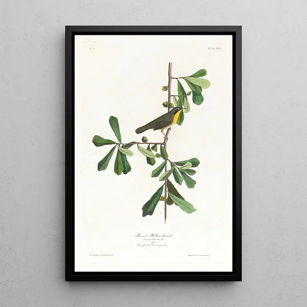 John James Audubon - Roscoes yellowthroat.webp