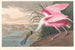 Spatule rosée - John James Audubon — weergave van het kunstwerk