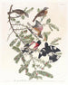Cardinal met roze borst - John James Audubon — weergave van het kunstwerk