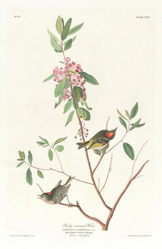 John James Audubon - Ruby crowned wren.webp