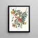 Colibri à gorge rubis - John James Audubon — ingelijst kunstwerk aan de muur