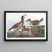 Roodhals eend - John James Audubon — ingelijst kunstwerk aan de muur