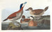 Roodhals eend - John James Audubon — weergave van het kunstwerk